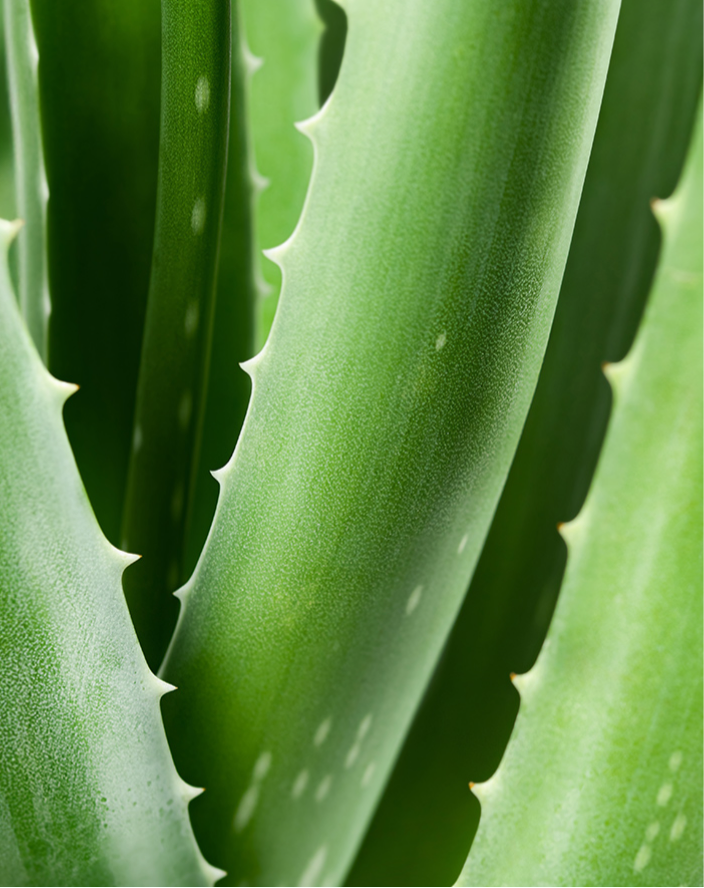 Intim-Waschlotion mit Aloe Vera, Malve & Kamille #AL07B
