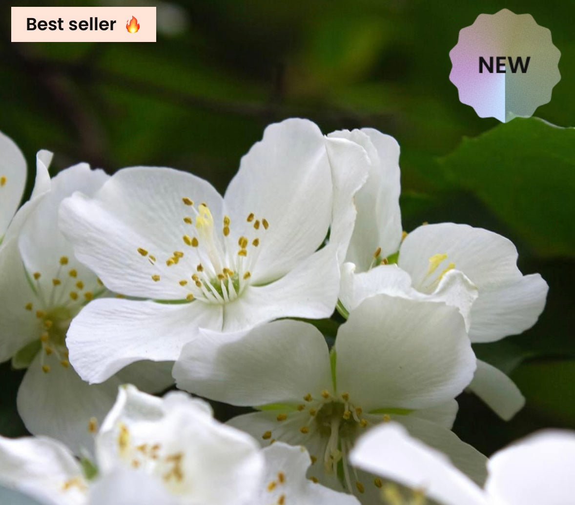 163 Blooming Skin – Damenparfüm